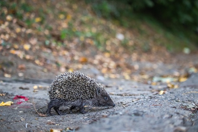 立在城市的 立在城市的