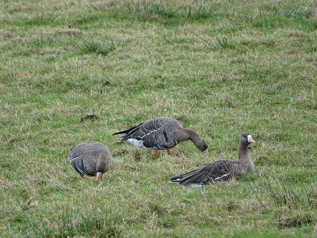 作为英超历 作为英超历
